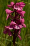 Disa afra