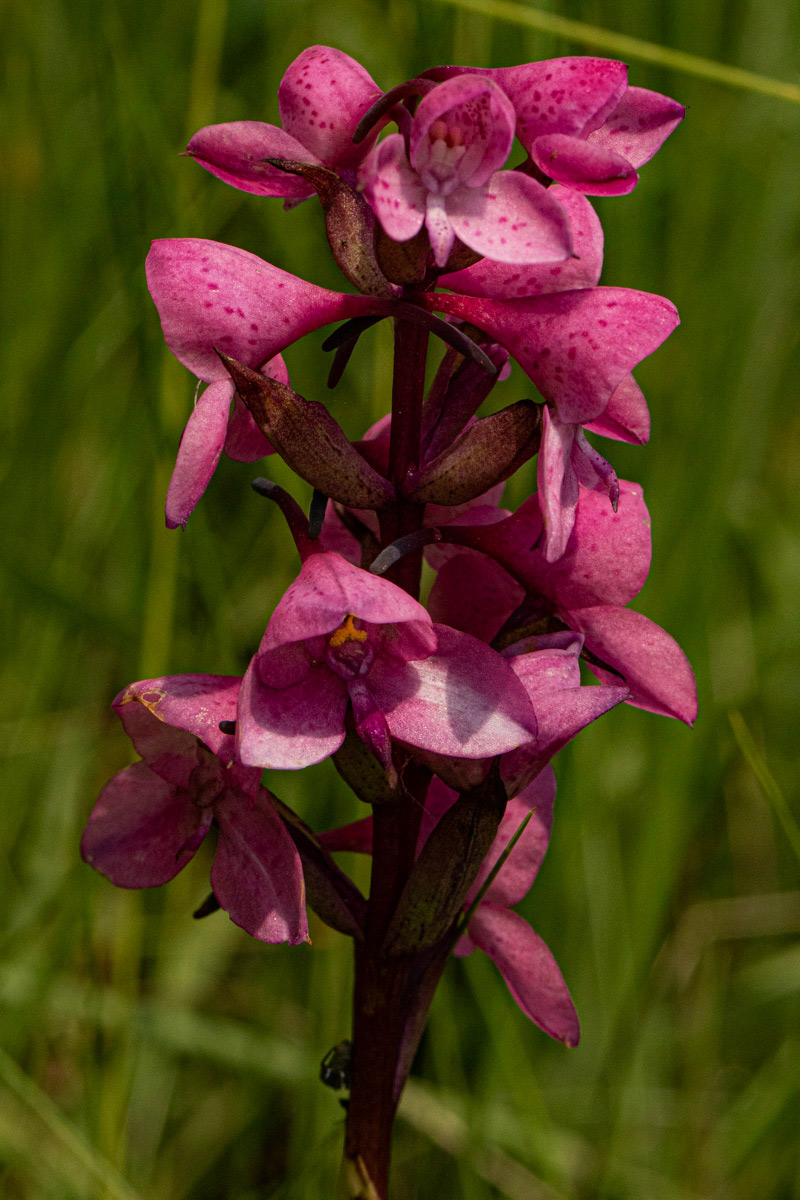 Disa afra