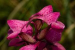 Disa afra