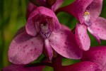 Disa afra