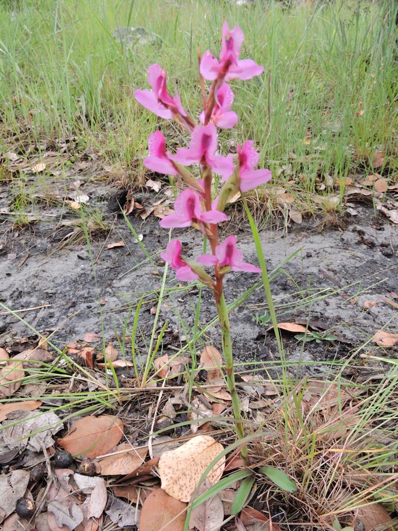 Disa engleriana Disa engleriana
