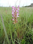 Disa verdickii