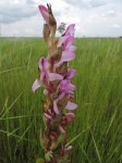 Disa verdickii