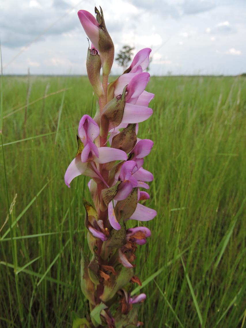 Disa verdickii