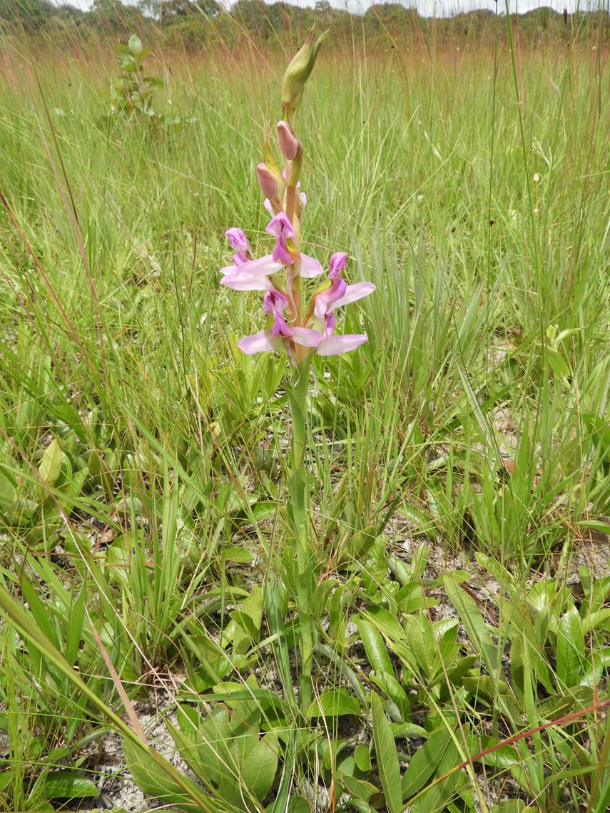 Disa verdickii Disa verdickii