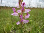 Disa verdickii