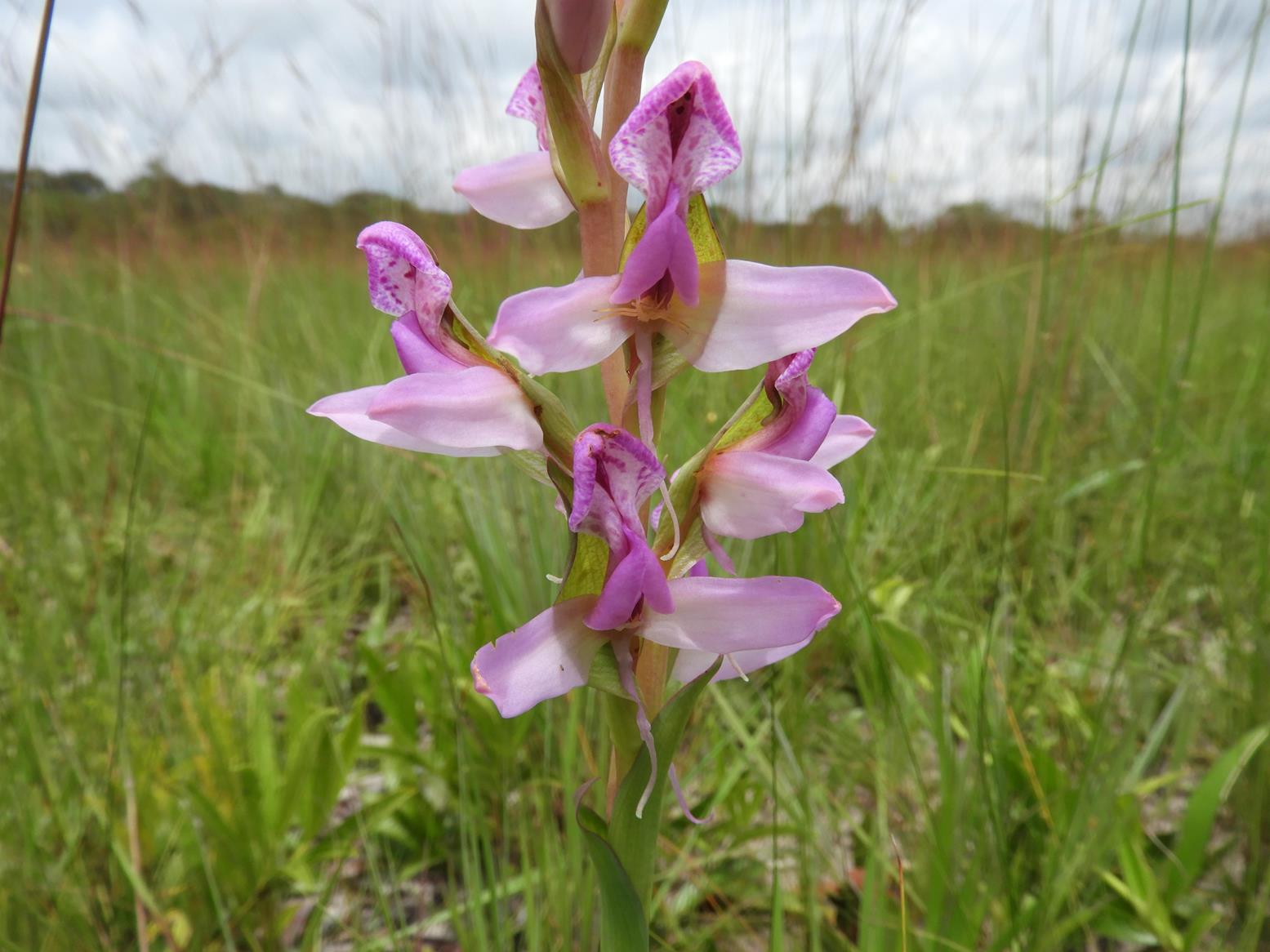 Disa verdickii Disa verdickii