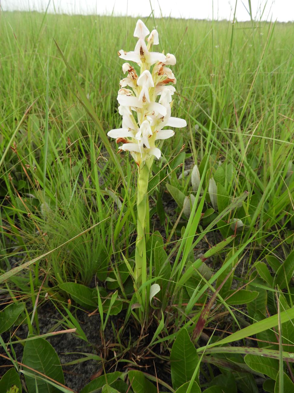 Disa verdickii Disa verdickii