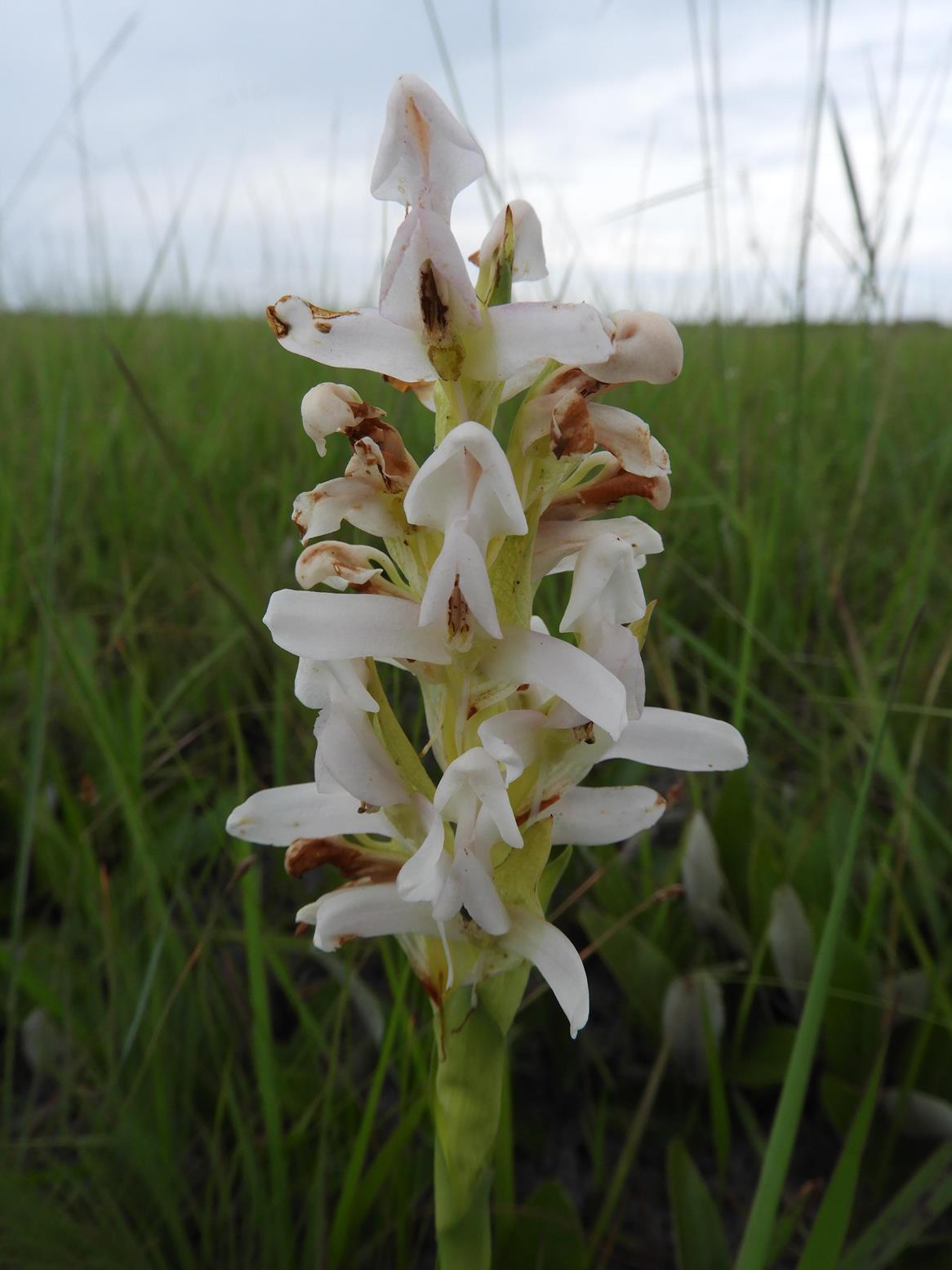 Disa verdickii Disa verdickii