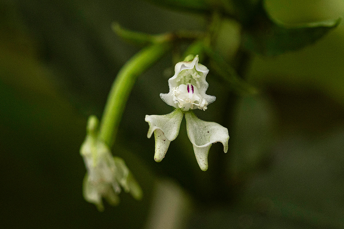 Disperis thomensis Disperis thomensis