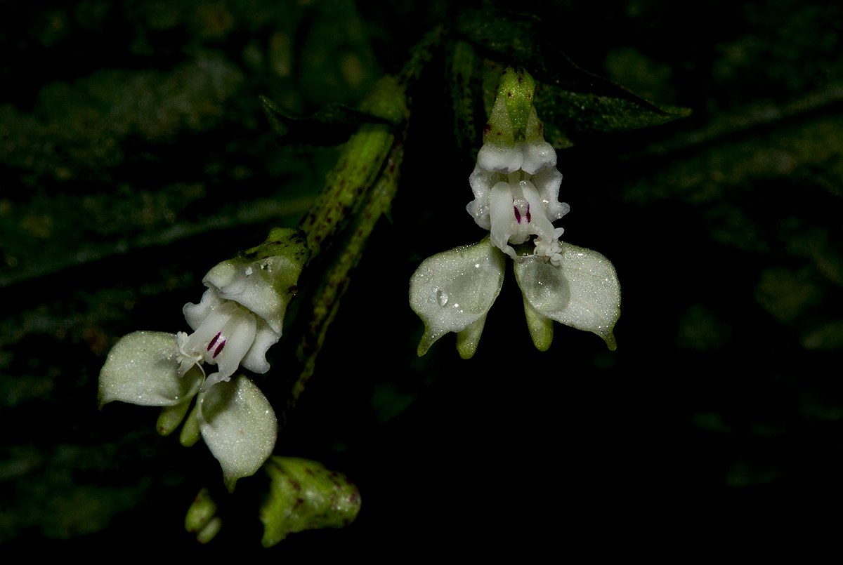 Disperis thomensis