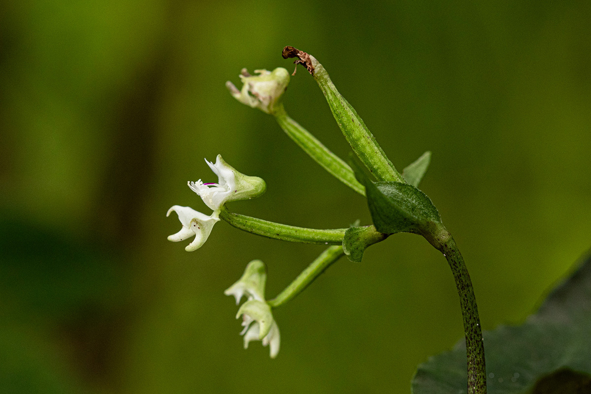 Disperis thomensis