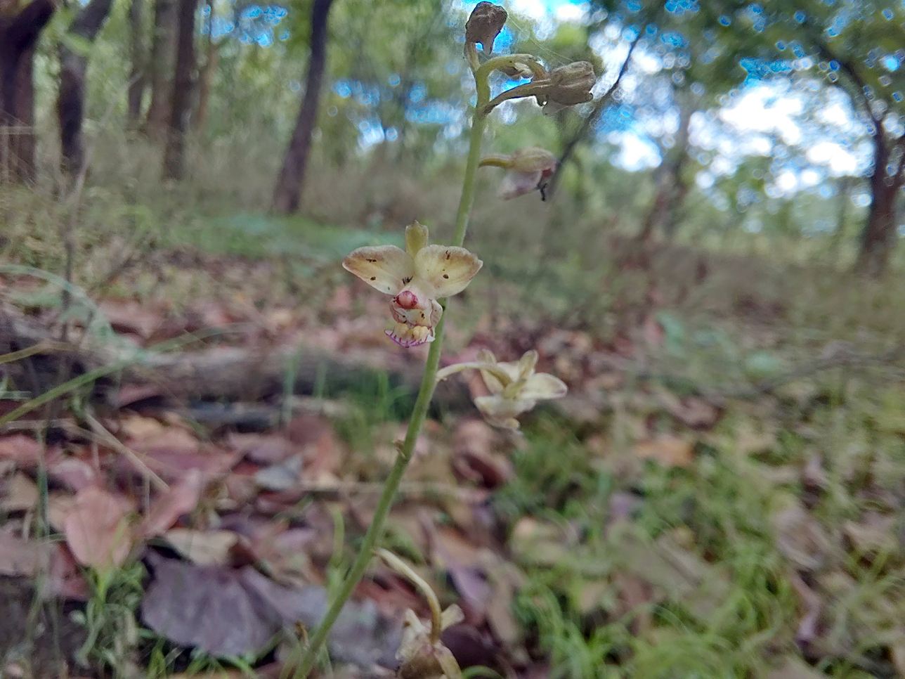 Eulophia arenicola