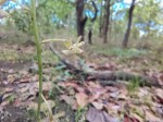 Eulophia arenicola