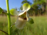 Eulophia malangana