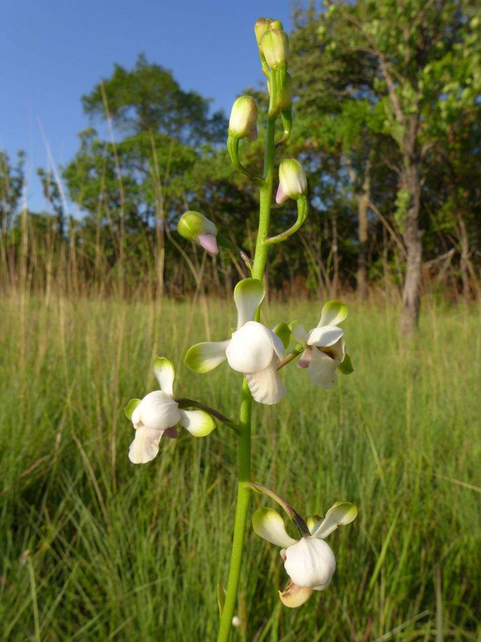 Eulophia malangana Eulophia malangana