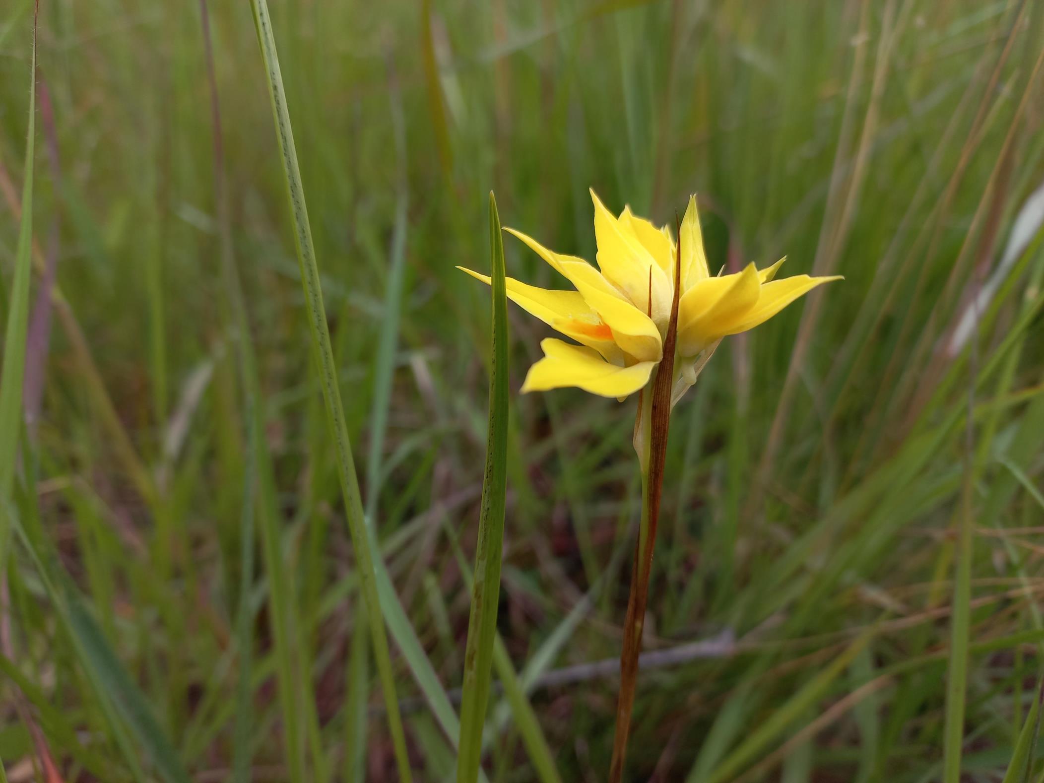 Orthochilus nuttii Orthochilus nuttii