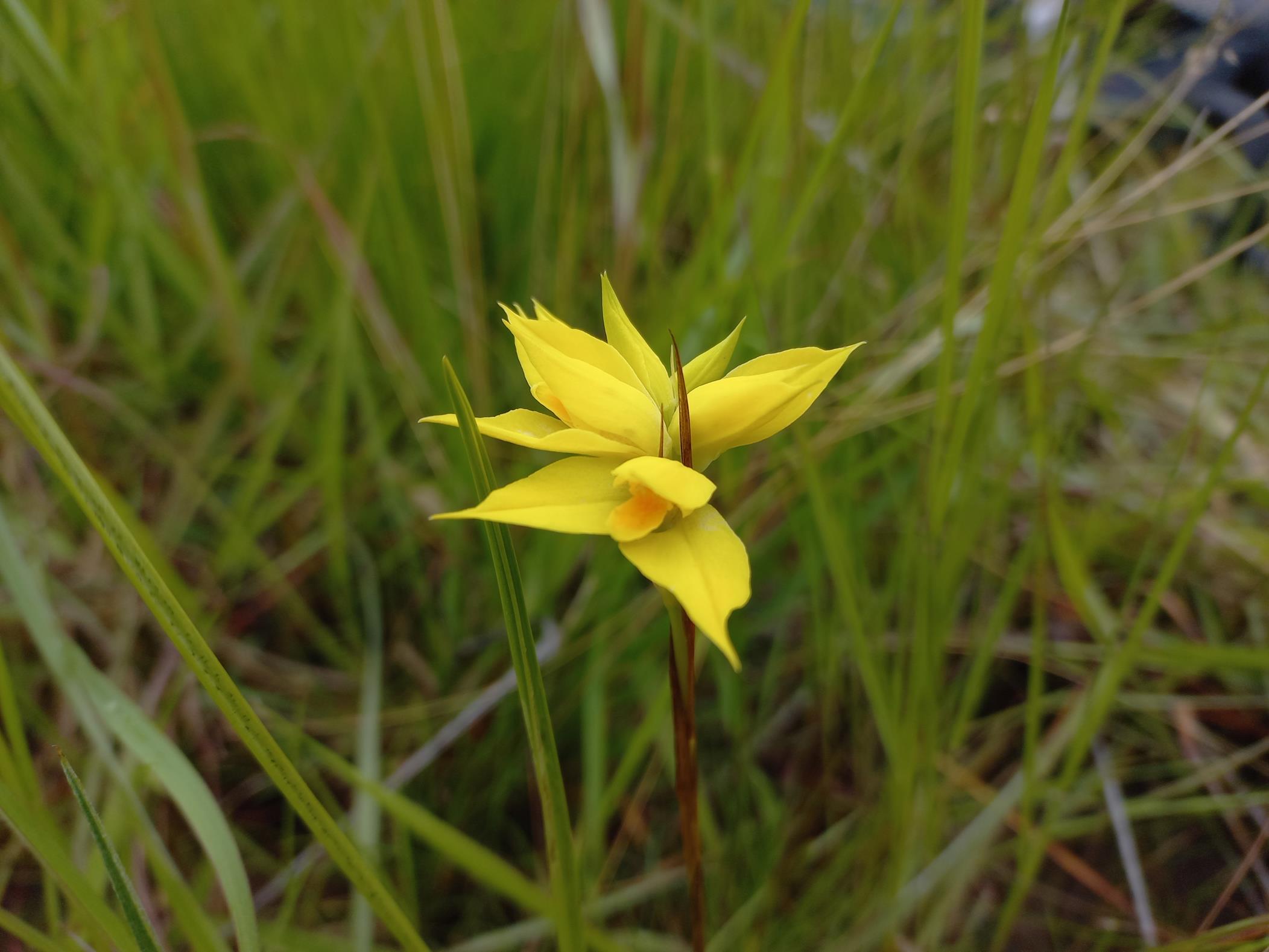 Orthochilus nuttii