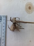 Orthochilus nuttii