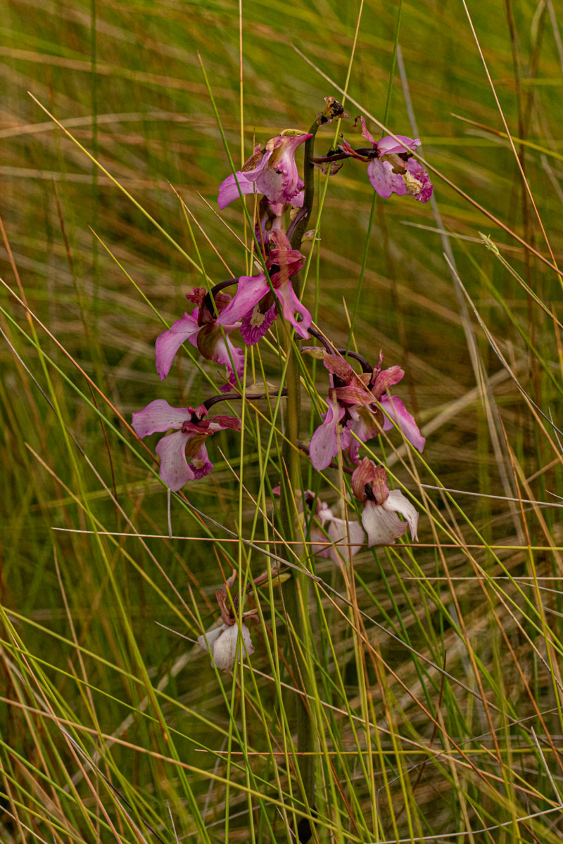 Eulophia tricristata