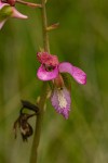 Eulophia tricristata