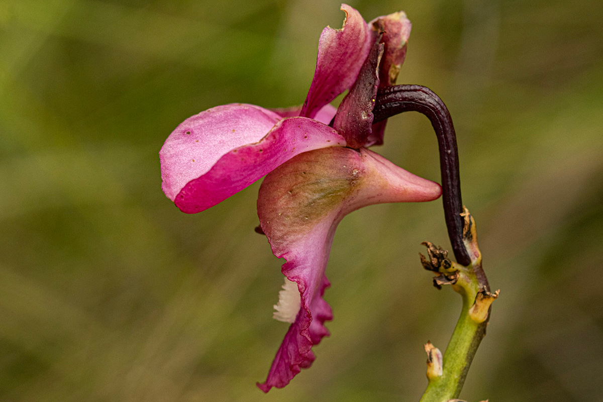 Eulophia tricristata