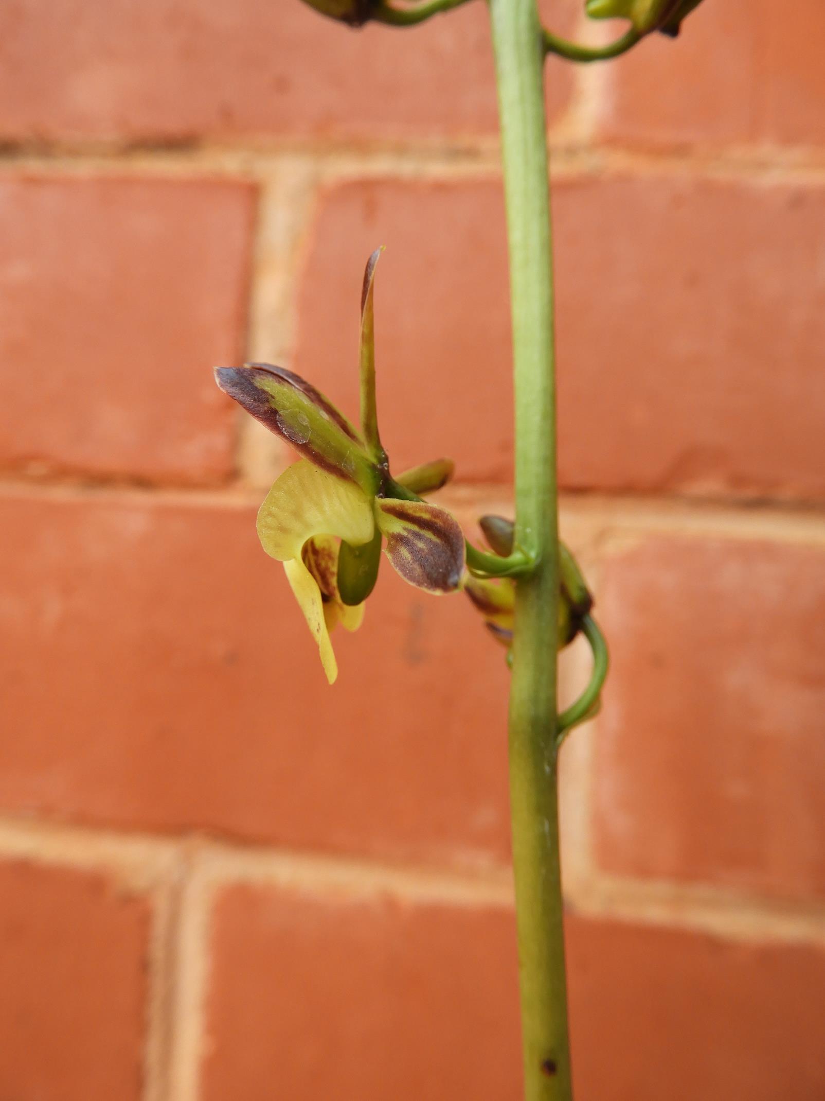 Oeceoclades saundersiana Oeceoclades saundersiana