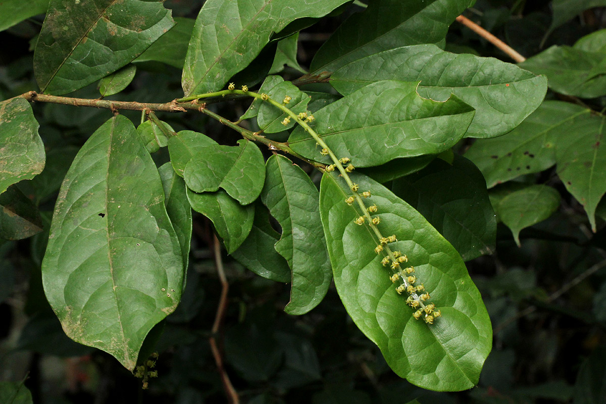 Thecacoris trichogyne Thecacoris trichogyne