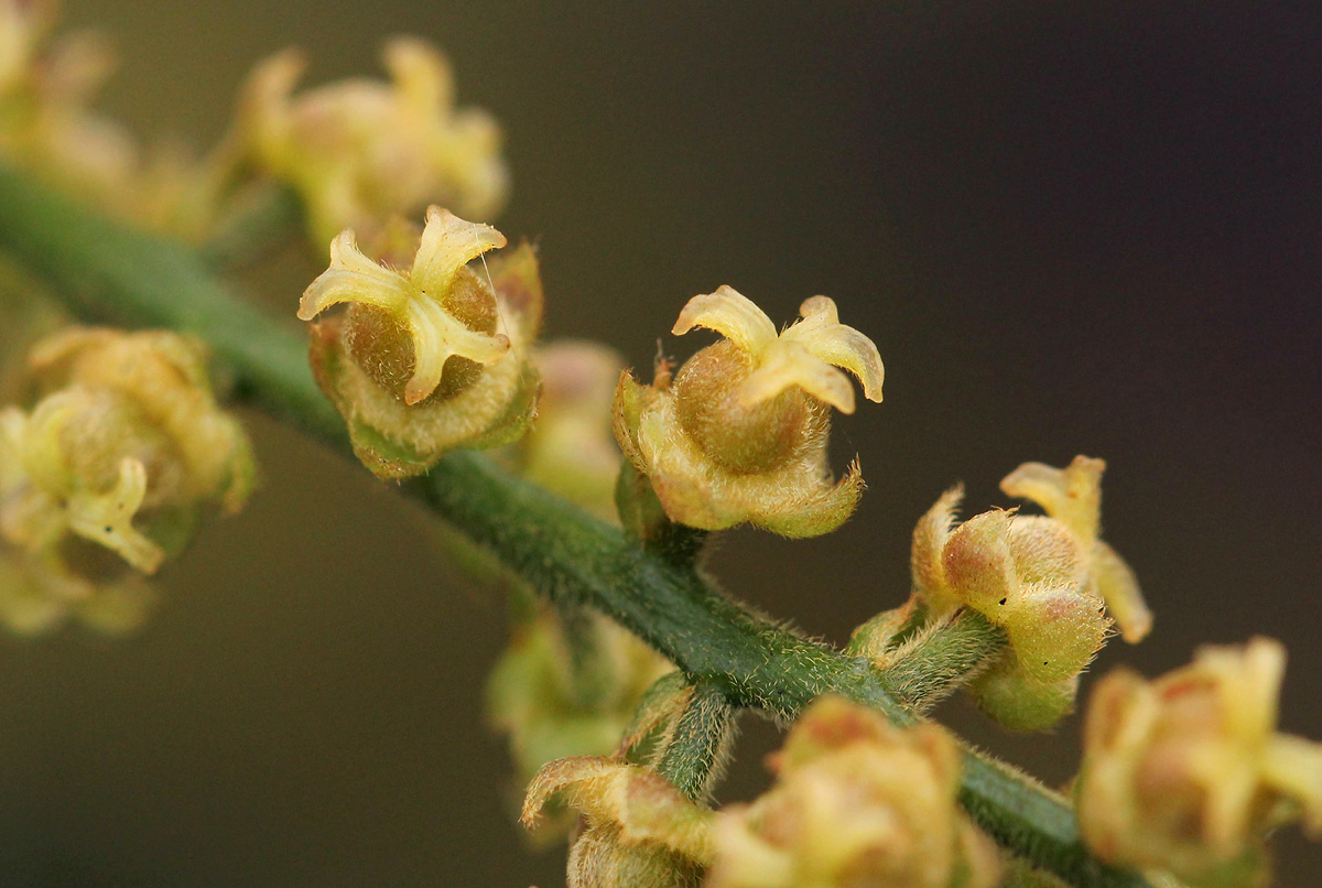 Thecacoris trichogyne Thecacoris trichogyne