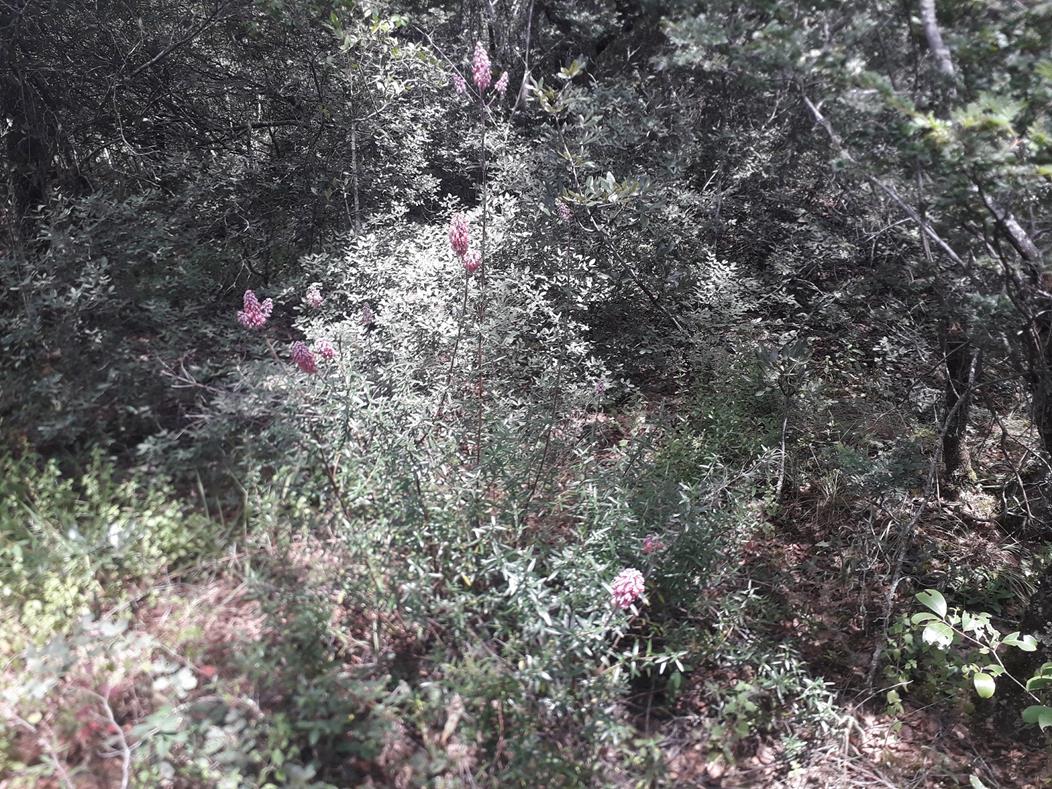 Alvesia rosmarinifolia Alvesia rosmarinifolia