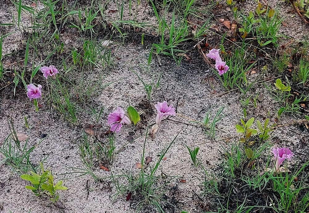 Siphonochilus puncticulatus