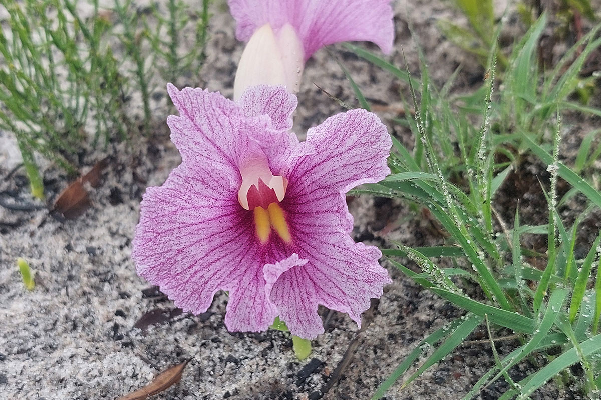 Siphonochilus puncticulatus