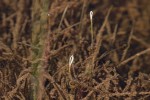 Blyxa radicans