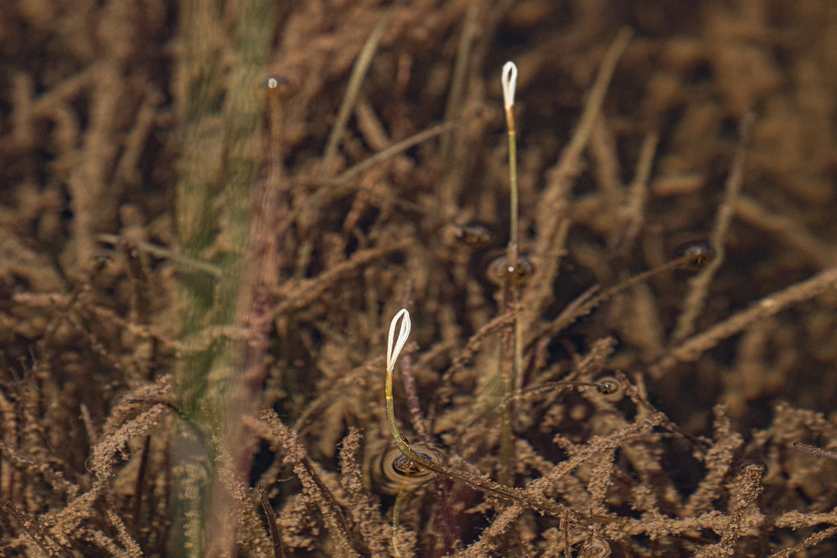 Blyxa radicans