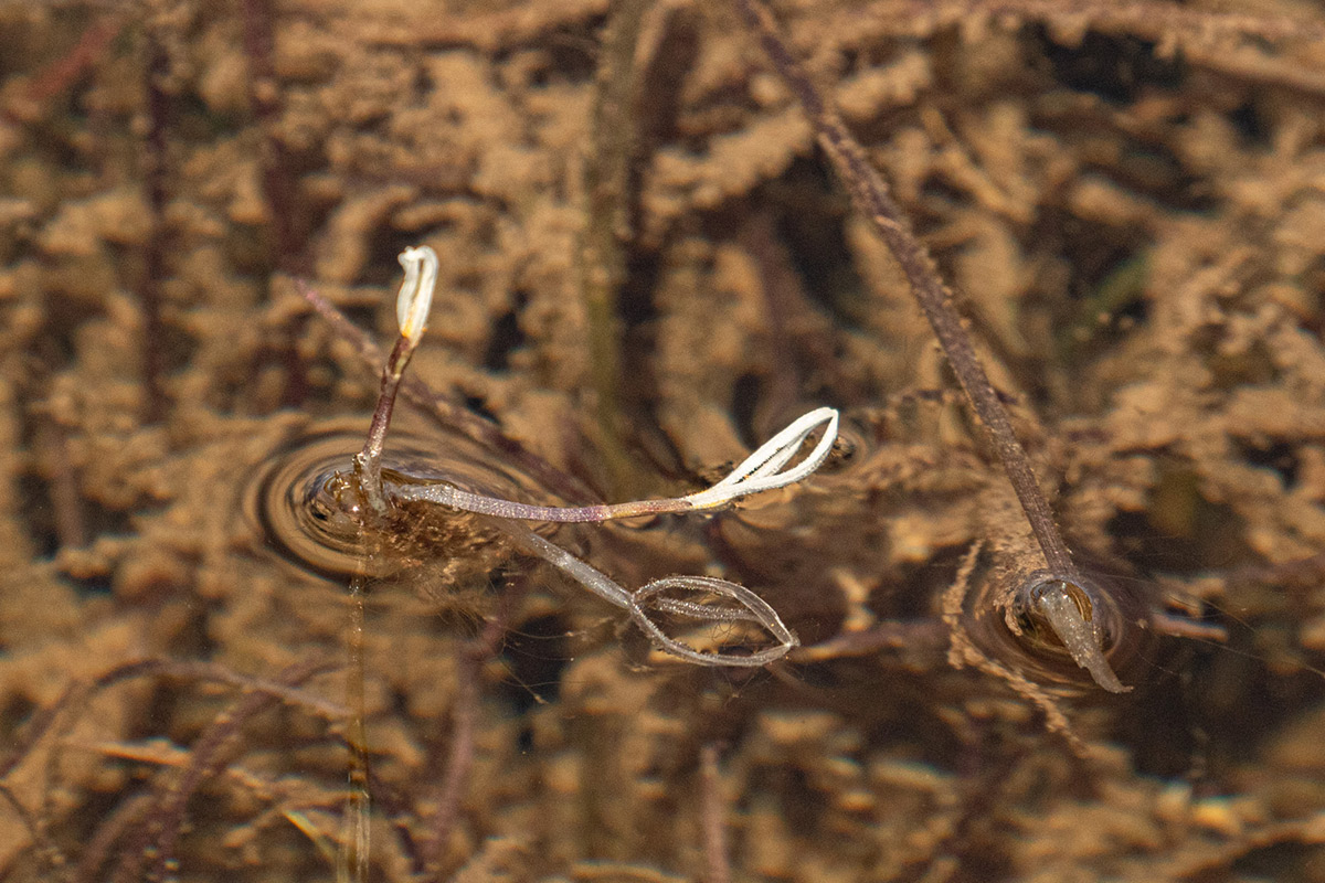 Blyxa radicans