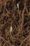Blyxa radicans
