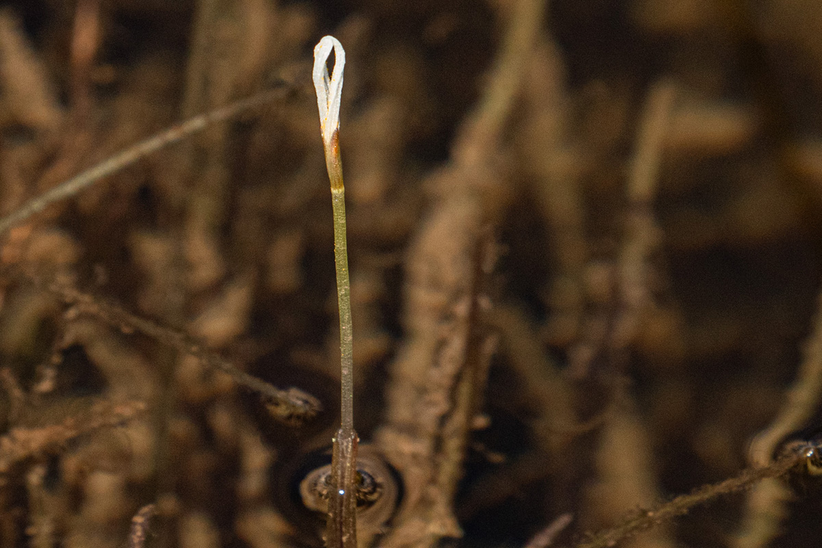 Blyxa radicans
