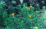 Gloriosa sessiliflora