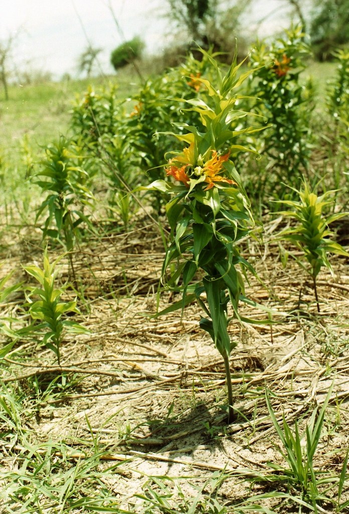 Gloriosa sessiliflora Gloriosa sessiliflora