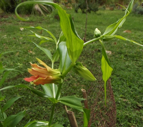 Gloriosa sessiliflora Gloriosa sessiliflora