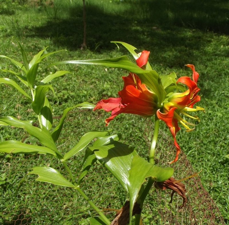 Gloriosa sessiliflora Gloriosa sessiliflora