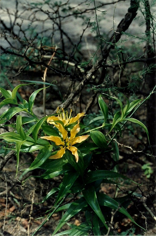 Gloriosa sessiliflora Gloriosa sessiliflora