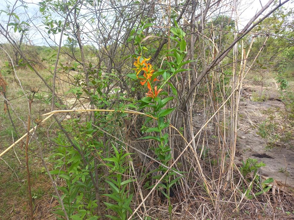 Gloriosa sessiliflora Gloriosa sessiliflora