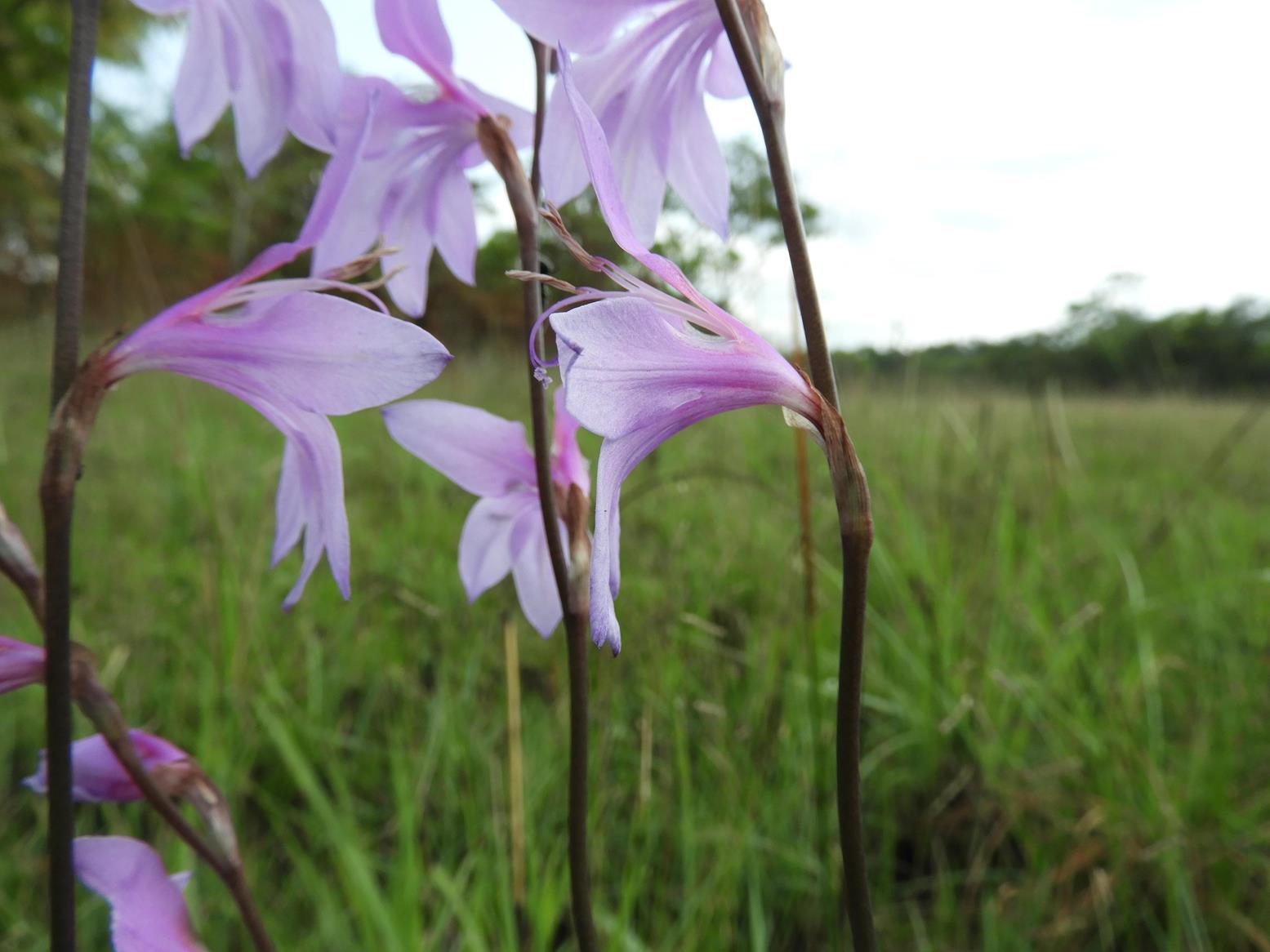 Gladiolus laxiflorus Gladiolus laxiflorus