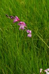 Gladiolus laxiflorus