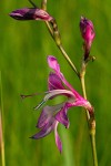 Gladiolus laxiflorus