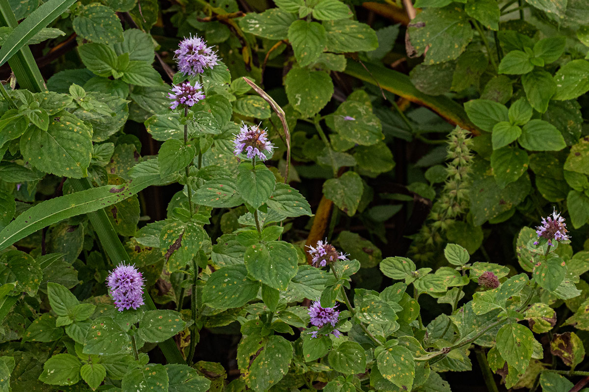 Mentha aquatica