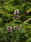 Mentha aquatica