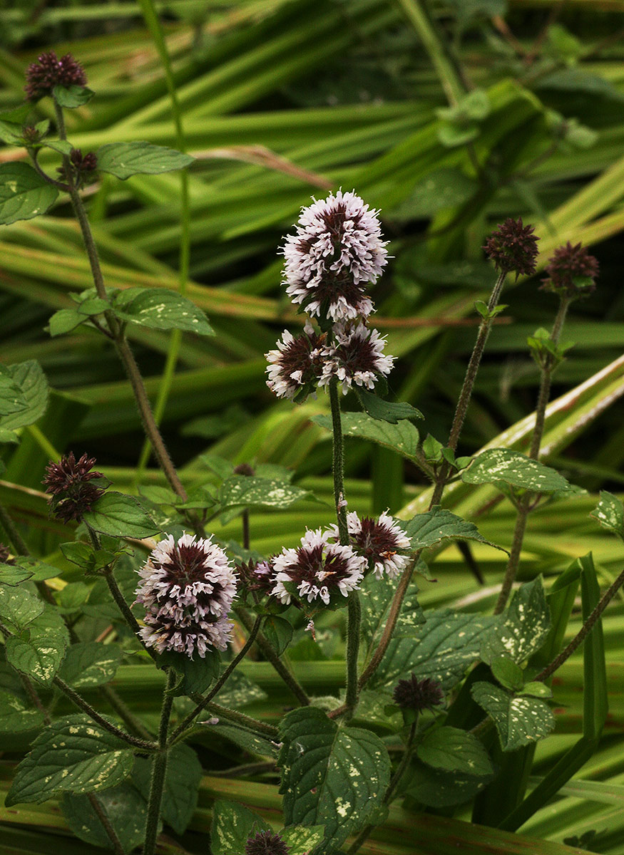 Mentha aquatica