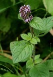 Mentha aquatica